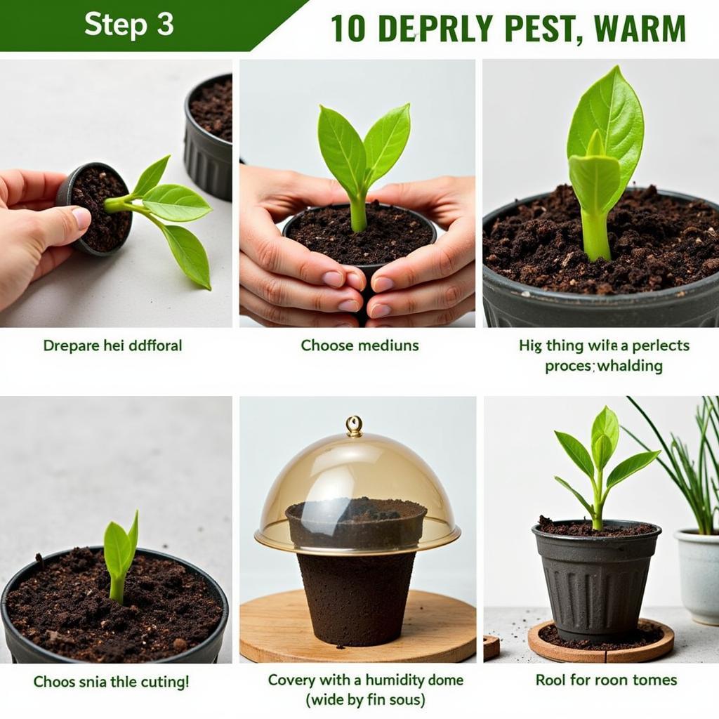 A step-by-step guide to propagating rare plant cuttings