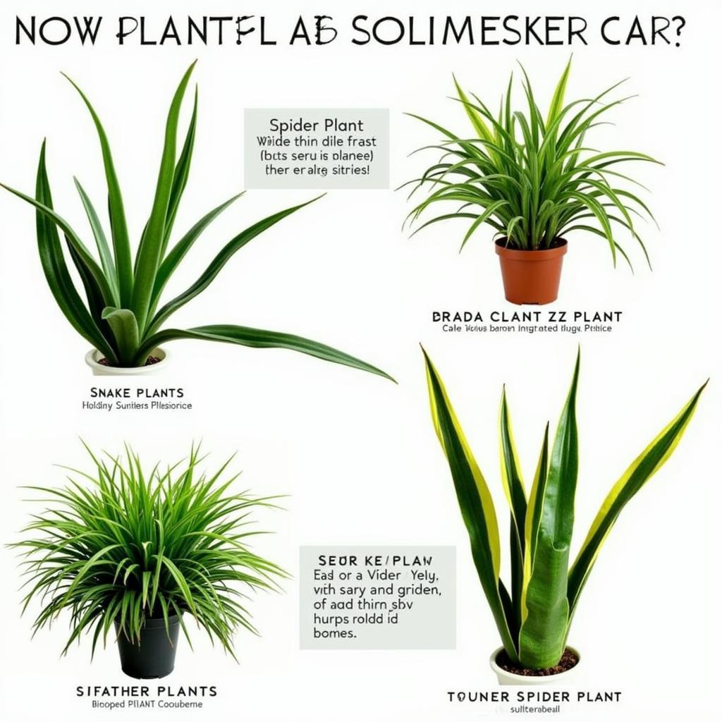 Easy-Care Houseplants for Beginners