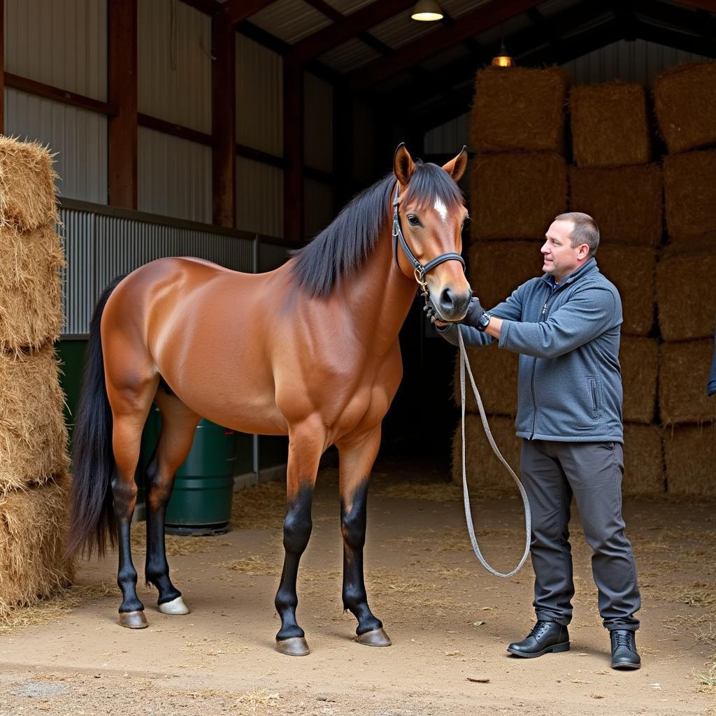 Horse Grooming and Stable Management