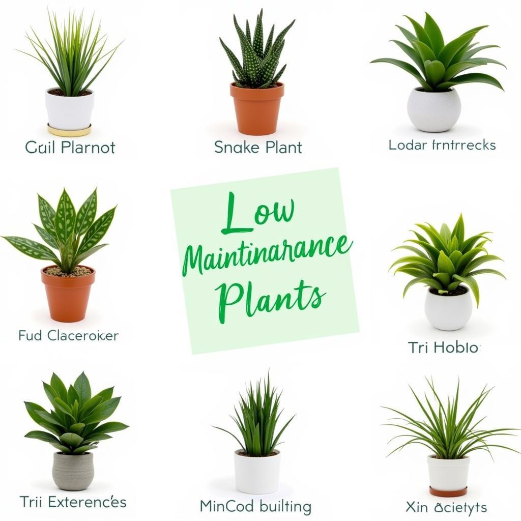 Low-Maintenance Decorative Plants