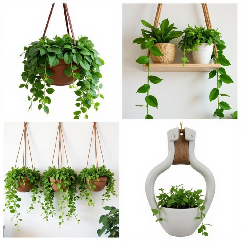 Different ways to display a hang pothos, including hanging baskets, shelves, and wall-mounted planters.